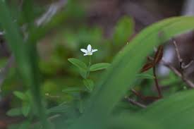 Attēlu rezultāti vaicājumam “Moehringia lateriflora leaf”