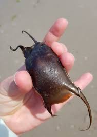 Image result for Raja montagui