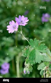 Attēlu rezultāti vaicājumam “Geranium pyrenaicum flower”