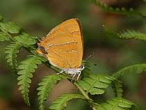 Attēlu rezultāti vaicājumam “Pteropsida”