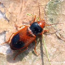 Attēlu rezultāti vaicājumam “Diachromus germanus”