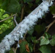 Attēlu rezultāti vaicājumam “Prociphilus xylostei”