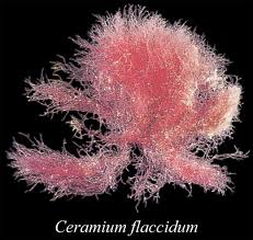 Attēlu rezultāti vaicājumam “Ceramium sp.”