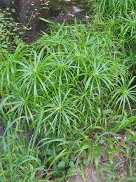 Attēlu rezultāti vaicājumam “Cyperaceae”