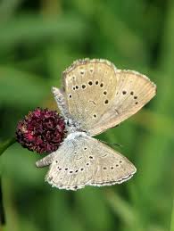 Attēlu rezultāti vaicājumam “Maculinea teleius underside”