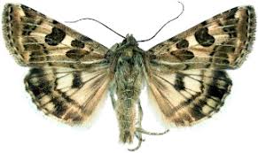 Attēlu rezultāti vaicājumam “Protoschinia scutosa”