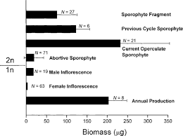 Attēlu rezultāti vaicājumam “Acaulon muticum sporophyte”