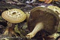 Attēlu rezultāti vaicājumam “Sarcodon imbricatum”