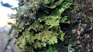 Attēlu rezultāti vaicājumam “Lobaria amplissima”