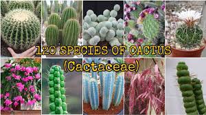 Image result for Cactaceae