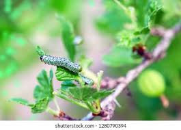 Attēlu rezultāti vaicājumam “Nematus ribesii larva”