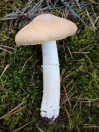 Attēlu rezultāti vaicājumam “Rozites caperata”