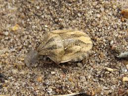 Attēlu rezultāti vaicājumam “Eurygaster testudinaria”