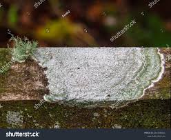 Attēlu rezultāti vaicājumam “Pertusaria pertusa”