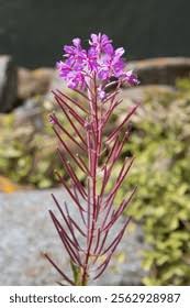 Image result for Weidenröschen