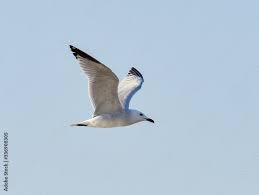 Image result for Larus audouinii