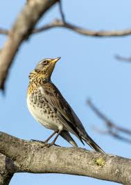 Attēlu rezultāti vaicājumam “Turdus philomelos juvenile”