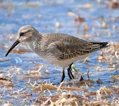 Attēlu rezultāti vaicājumam “Calidris alpina adult”