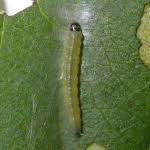 Attēlu rezultāti vaicājumam “Ancylis apicella”