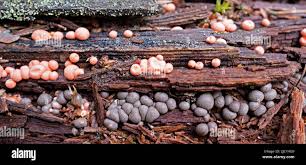 Attēlu rezultāti vaicājumam “Lycogala asperum”