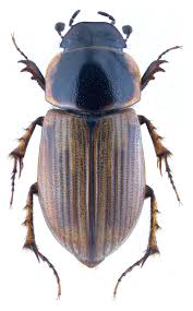 Attēlu rezultāti vaicājumam “Aphodius sp.”