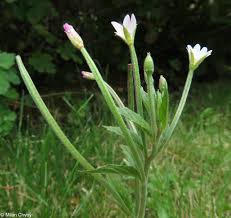 Attēlu rezultāti vaicājumam “Epilobium roseum flower”