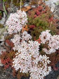 Attēlu rezultāti vaicājumam “Sedum album leaf”