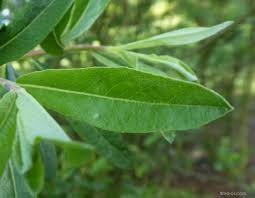 Attēlu rezultāti vaicājumam “Salix x doniana”