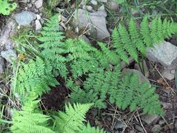 Attēlu rezultāti vaicājumam “Cystopteris fragilis”