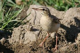 Image result for Anthus campestris