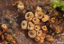 Attēlu rezultāti vaicājumam “Merismodes anomala”