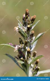 Attēlu rezultāti vaicājumam “Gnaphalium sylvaticum bud”