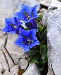 Image result for Enzian