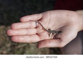 Attēlu rezultāti vaicājumam “Lacerta agilis”