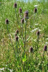 Image result for Dipsacus silvestris