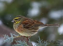 Image result for Emberiza cirlus