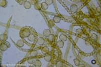 Attēlu rezultāti vaicājumam “Trichia varia”