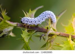 Attēlu rezultāti vaicājumam “Tenthredo scrophulariae”