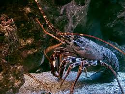 Image result for Palinurus elephas