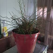 Attēlu rezultāti vaicājumam “Juncus alpinoarticulatus leaf”