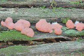 Attēlu rezultāti vaicājumam “Tubifera magna”