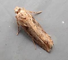 Attēlu rezultāti vaicājumam “Semioscopis avellanella imago”