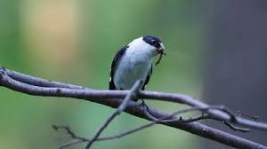 Attēlu rezultāti vaicājumam “Ficedula hypoleuca male”