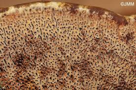 Attēlu rezultāti vaicājumam “Gloeophyllum trabeum”