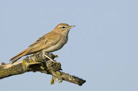 Image result for Cercotrichas galactotes