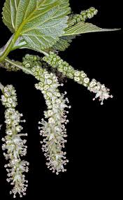 Attēlu rezultāti vaicājumam “Morus alba”