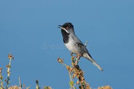 Image result for Sylvia rueppelli