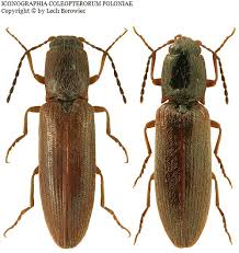 Attēlu rezultāti vaicājumam “Athous sp.”