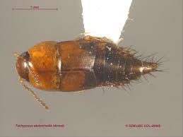 Attēlu rezultāti vaicājumam “Tachyporus sp.”