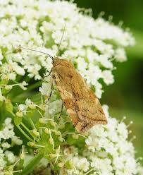 Attēlu rezultāti vaicājumam “Griselda ustomaculana”
